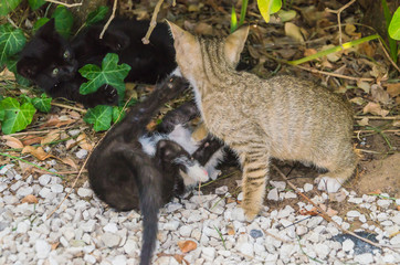 Beautiful kittens playing together and each with himself
