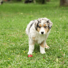 Amazing australian shepherd puppy