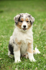 Adorable australian shepherd puppy sitting