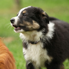Amazing australian shepherd puppy
