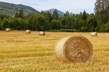 Rural landscape with hay bales on the mown field with picturesque forest and mountans on the background, Telemark region, Norway