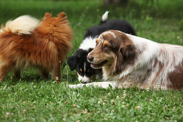 Australian shepherd bitch playing with its puppy