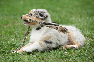 Nice australian shepherd puppy playing