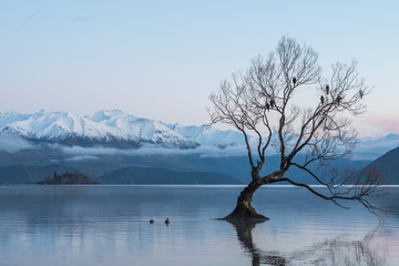 That Wanaka tree at sunrise with mountains and clouds in view