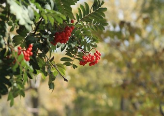 red berries on a tree