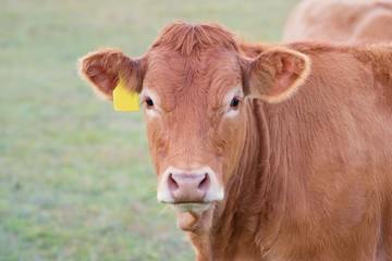 Cow close up - Limousin breed