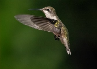Hummingbird in flight 