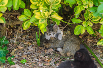 Beautiful kittens playing together and each with himself