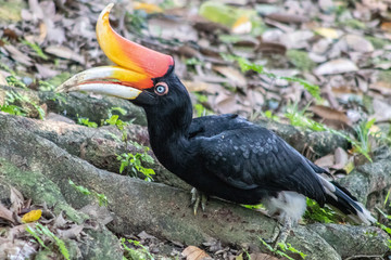 hornbill