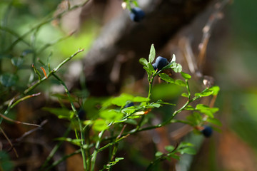 bilberry in an autumn wood,
