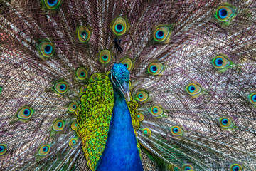 Obraz premium peacock