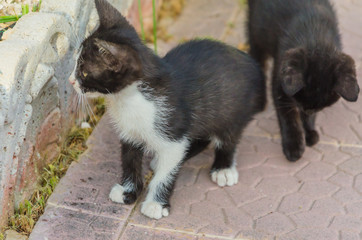 Beautiful kittens playing together and each with himself