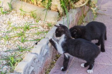 Beautiful kittens playing together and each with himself