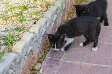 Beautiful kittens playing together and each with himself