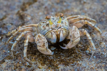 crab