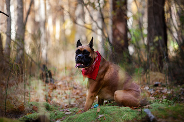 Portrait of dog on nature, fall. German boxer walking