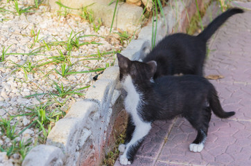 Fototapeta premium Beautiful kittens playing together and each with himself