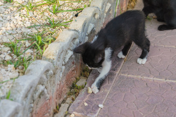 Beautiful kittens playing together and each with himself