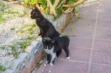 Beautiful kittens playing together and each with himself