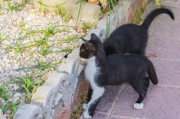 Beautiful kittens playing together and each with himself