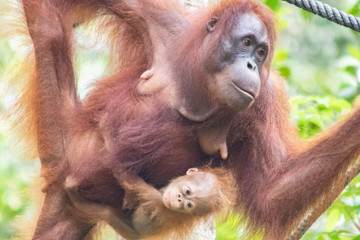 Obraz premium mother and baby