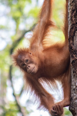 Young Orangutan