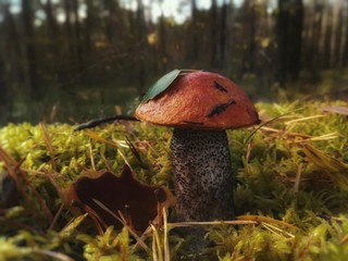mushroom