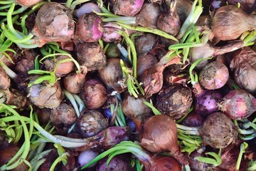 onion growing texture and background