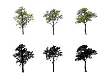 Collection of tree isolated on white background