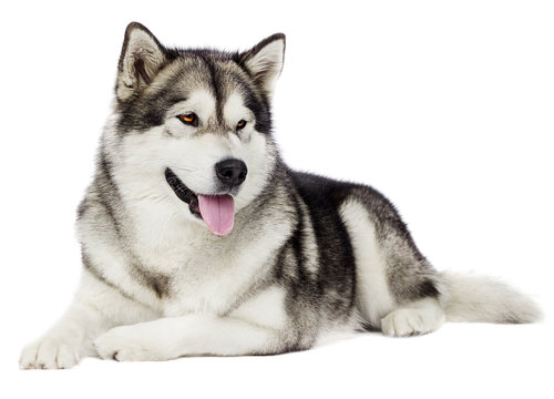 Alaskan Malamute