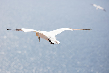 Northern gannet in hover over a windswept steep coast