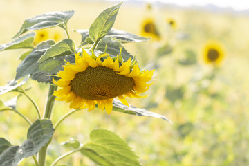 Beautiful large decorative sunflower with big Yellow and red petals