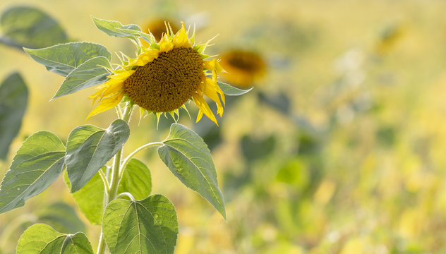 Fototapeta Beautiful large decorative sunflower with big Yellow and red petals