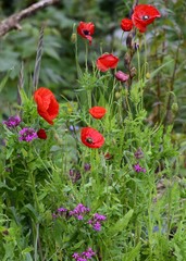 poppy flowers in a garden in various blooming stages 