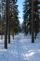 cross country ski track through scandinavian winter forest