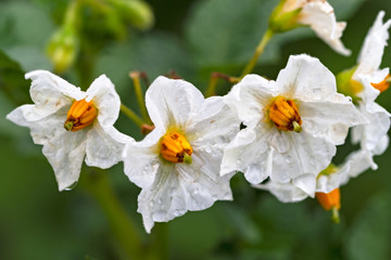 White flowers of potato