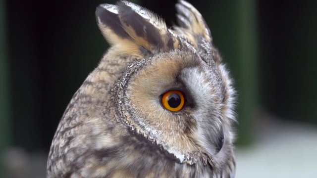 European Eagle Owl (Bubo bubo) Blinking and turning head on a windy day in slow motion