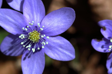 Fiore selvatico di bosco