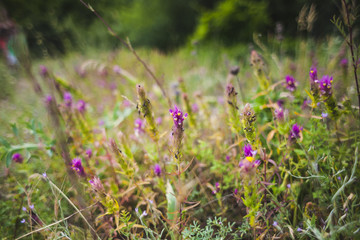 Wildflowers in a meadow.