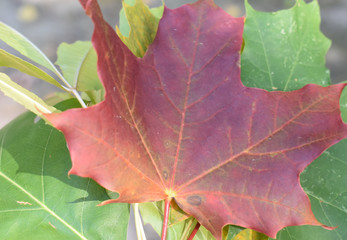 Fototapeta premium Maple leaves macro shot.