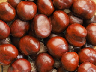 Fall came and chestnuts feld from tree