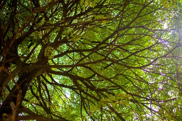 green tree line leaves background