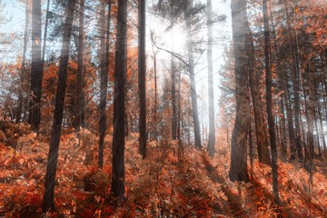 Obraz premium the sun's rays in the autumn Park, sunset through the leaves of trees