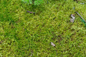 Soft green mossy woodland floor  natural background