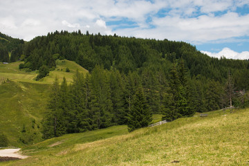 Fototapeta na wymiar Foresta selvaggia in Alta Badia, Alto Adige