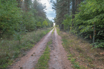 Waldweg