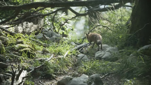 Wild fox is looking for food