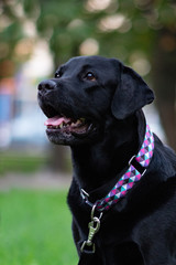 black labrador retriever