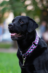 black labrador retriever
