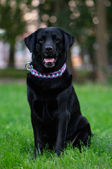 black labrador retriever